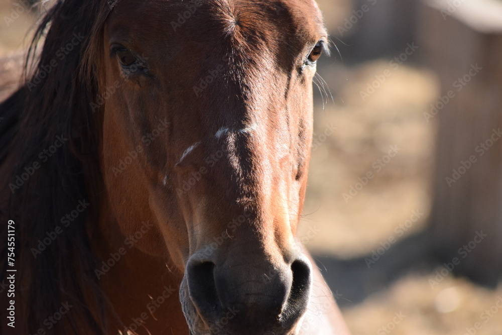 Fototapeta premium Horse Close Up