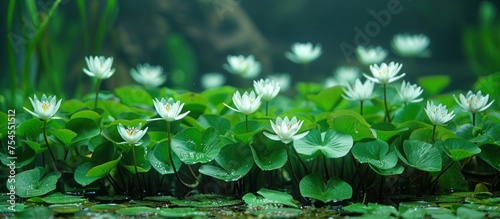 A group of Hydrocotyle umbellata water lilies float on the surface of a still pond. photo