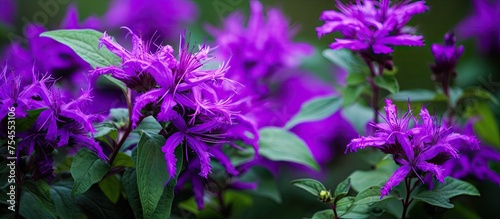 Vibrant Purple Blossoms Delicately Adorn a Lush Botanical Garden with Blooming Flowers