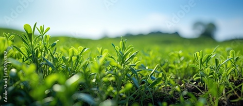 Tranquil Meadow Under Clear Blue Sky: Serene Nature Landscape with Vibrant Green Grass Field photo