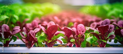 Vibrant Red and Green Lettuce Plants Growing in a Lush Garden Patch