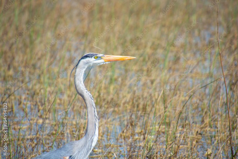 Fototapeta premium Beautiful specimen of a Great Blue Heron in a wetland in Florida, United States 