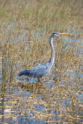 Beautiful specimen of a Great Blue Heron in a wetland in Florida  United States 