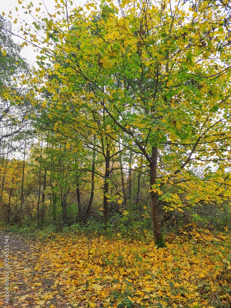 Fototapeta premium Autumn nature