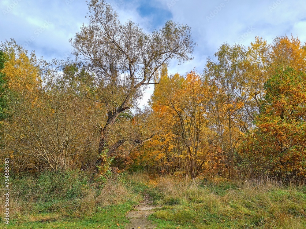 Fototapeta premium Autumn nature