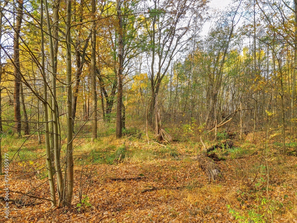 Autumn nature Autumn nature