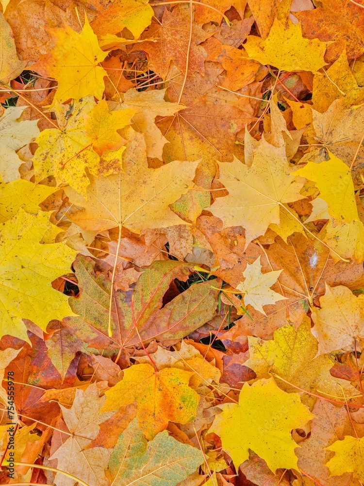 Fototapeta premium Autumn nature