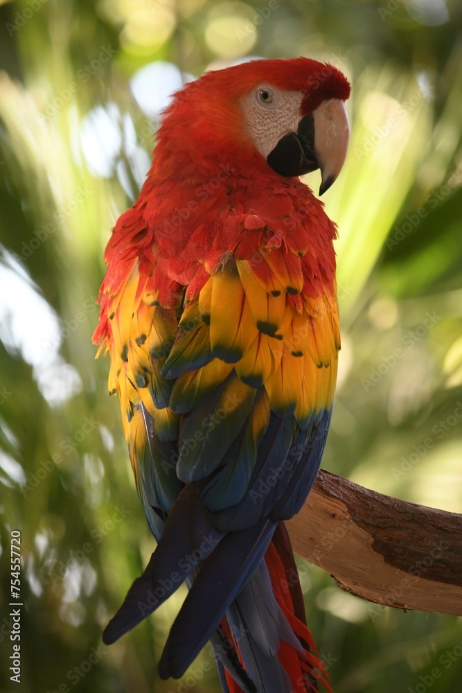 Brightly Colored Macaw