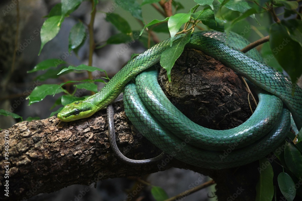Obraz premium Green Snake