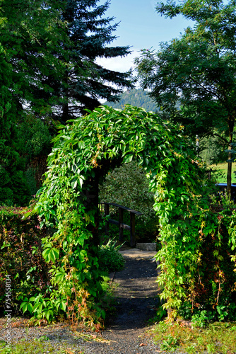 łuk ogrodowy porosnięty winoroślą, garden arch with green vines,  green archway with vines growing over it, Arch overgrown with Vine