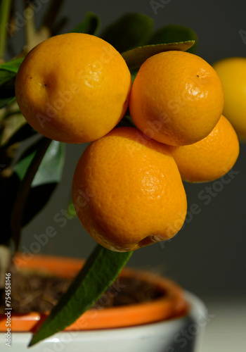 Kumkwat, pomarańczowe owoce kumkwatu,  Fortunella margarita, kumkwat w doniczce, miniature kumquat trees with fruits in pot, citrus plants for indoors, Kumquat orange oval fruits on the branches,  photo