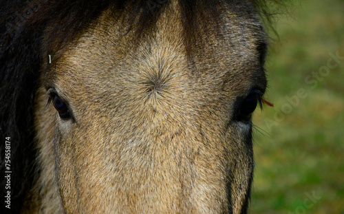 głowa i oczy konia, horse's eyes and head, brown horse eyes close-up 