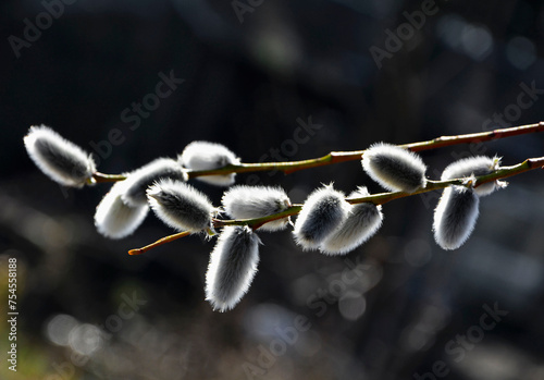 bazie, kotki wierzbowe, salix amentum, Spring willow branch with gray hairy bases on blurred background, Willow catkins in the  March
 photo