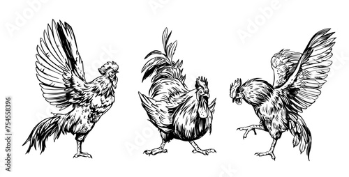 Rooster, angry bird, sketch illustration, hand drawn, black outline, engraving style