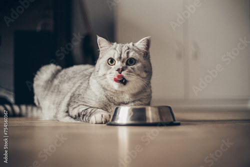 Beautiful grey british feline cat eating meat from a metal bowl on wooden floor. Cute domestic animal..