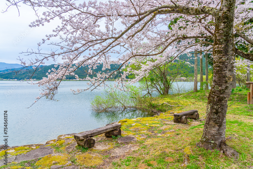 余呉湖の桜