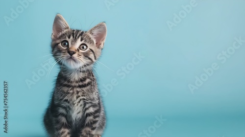 a sweet cute grey tabby against a light blue background with room for text