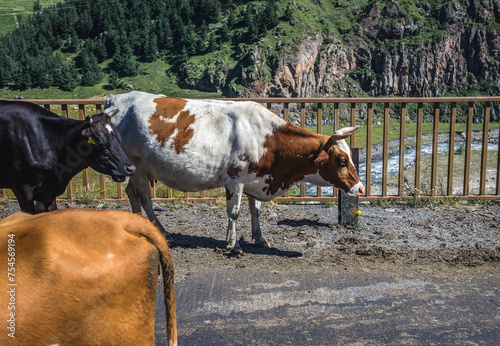 Cows on Georgian Military Highway in Caucasus mountains in Georgia photo