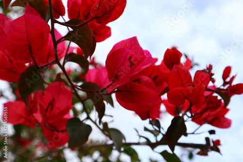 Bougainvillea is an evergreen plant of the Nyctaginaceae family. Photo of a blooming red plant.