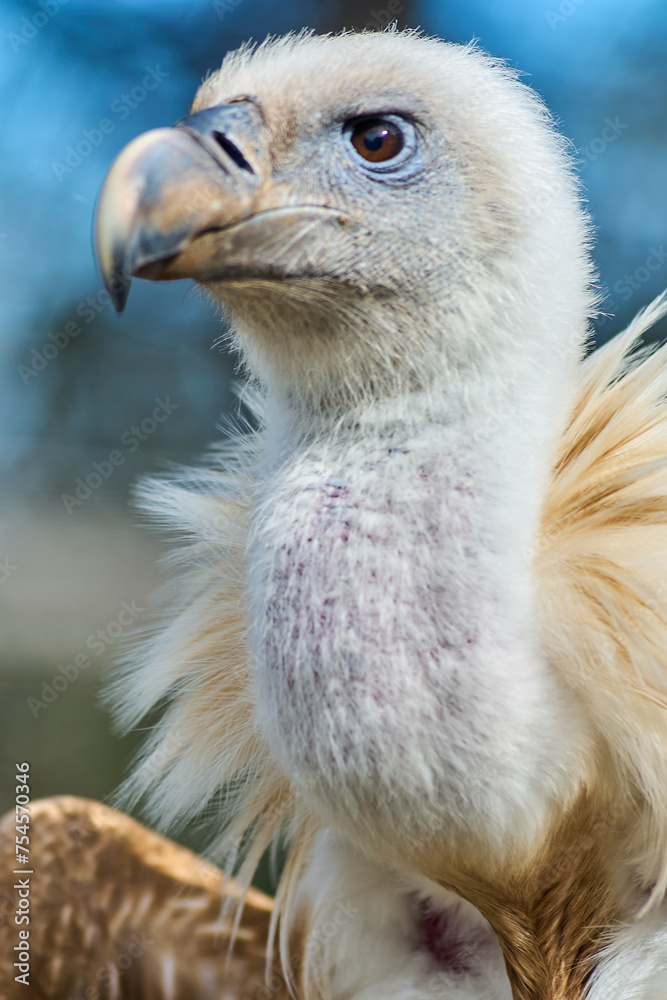 Imposing vulture in its natural environment, highlighting its penetrating gaze and detailed plumage with an out-of-focus background. Imposing vulture in its natural environment, highlighting its penetrating gaze and detailed plumage with an out-of-focus background.