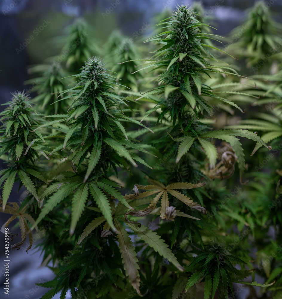 Plante de Cannabis Plante de Cannabis