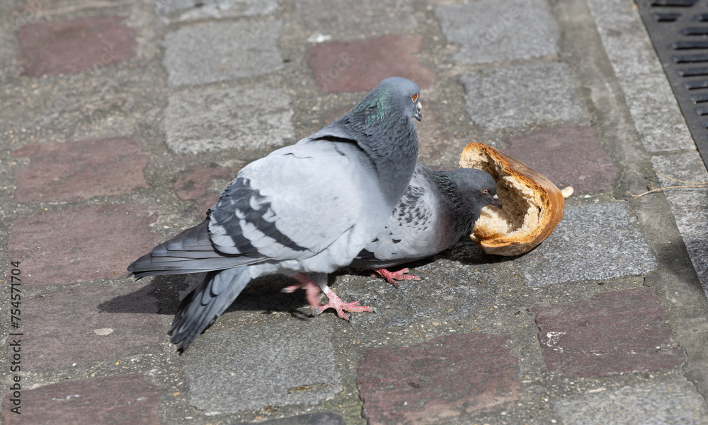 Obraz premium City pigeons, feeding on bread, a large piece is dropped on the street of Paris.