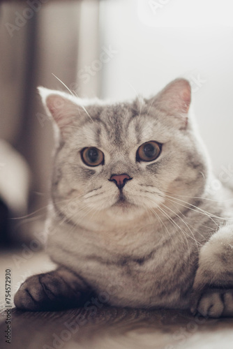 portrait of a 1 year old blue british shorthair kitten looking at camera shocked or surprised a light room on wooden floor with copy space.