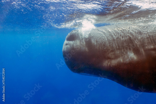 Fototapeta Naklejka Na Ścianę i Meble -  An adult Sperm Whale (Physeter macrocephalus) in the Caribbean Sea