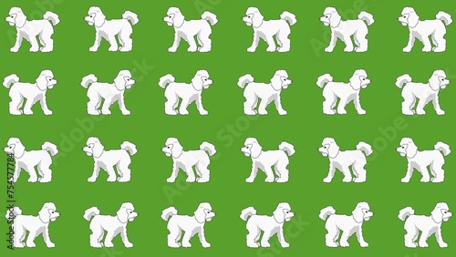 group of poodle dogs background