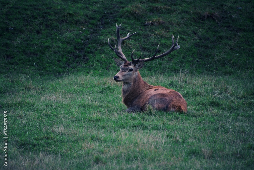 Fototapeta premium A beautiful three-horned deer rests 
