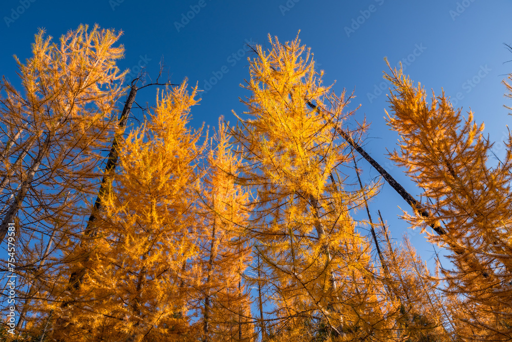 Fototapeta premium Orange Tamarack Sentinels
