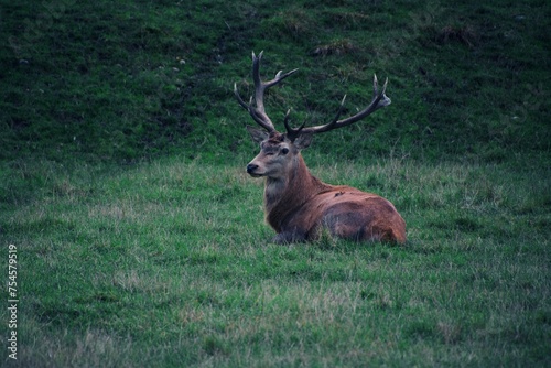 A beautiful three-horned deer rests 