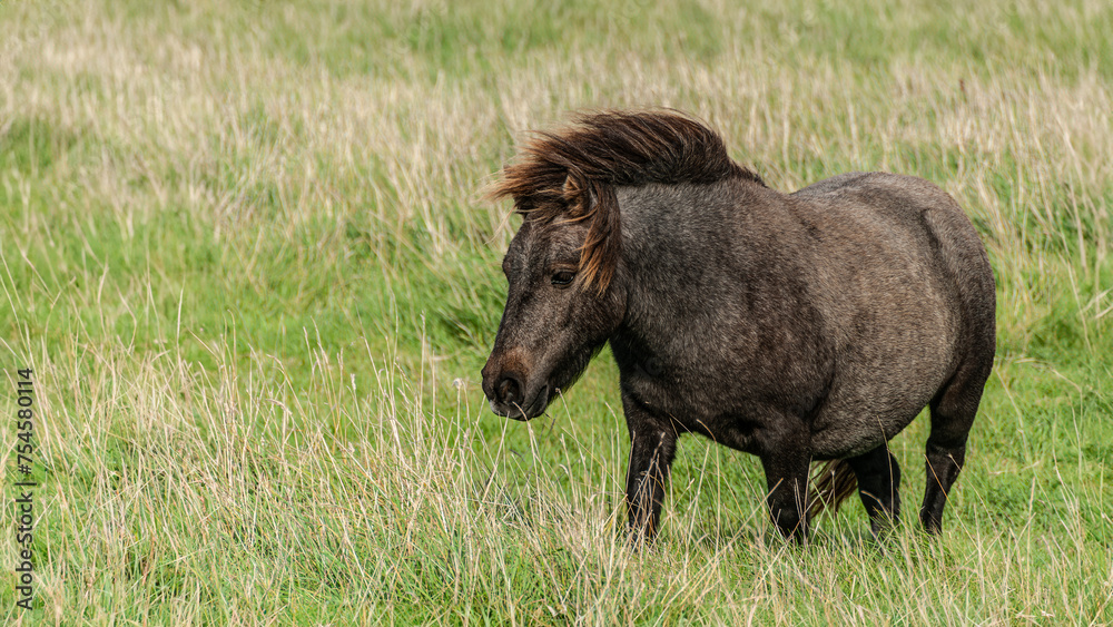 A black grey pony standing tall against a backdrop of lush green meadow, East Sussex, A black grey pony standing tall against a backdrop of lush green meadow, East Sussex,