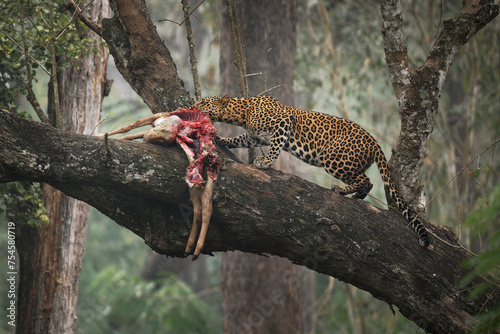 Leopard - Panthera pardus, big spotted yellow cat, male feeds on hunted prey on the tree branch , India or Africa, genus Panthera family Felidae, partly eaten corpus of the death preyin the jungle