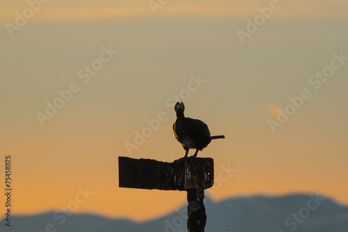 A cormorant defacating , beautiful backlight and mountains in background