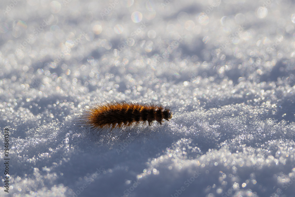 A butterfly larva walking on the snow, detailed A butterfly larva walking on the snow, detailed