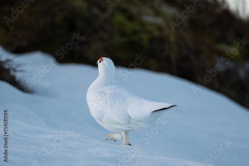A Willow Ptarmigan walking on snow in the forest