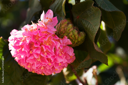 Dombeya wallichii, or tropical hydrangea,  stunning pink flowers photo