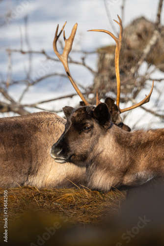 Reindeer calf with its mother behind it, resting in the sun, snow in background