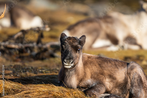 A reindeer calf in the sun, resting, looking towards the camera photo