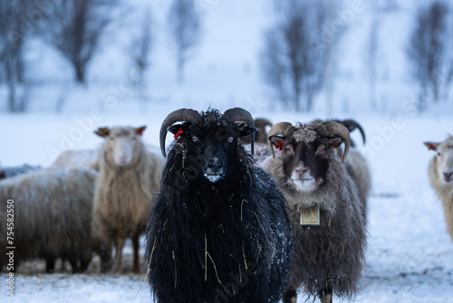 A small cohort of farmland sheep looking towards the camera photo