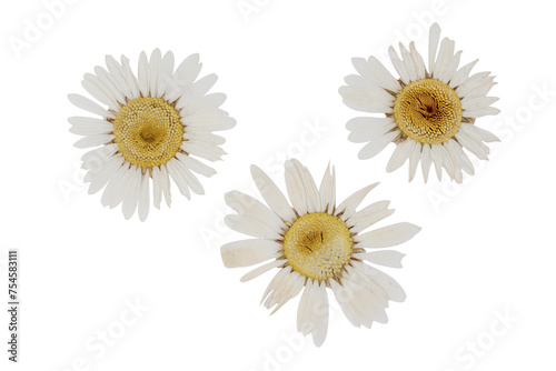 Dried chamomile isolated on white background © Golden Shark