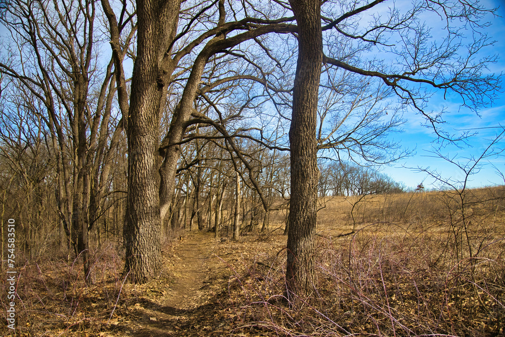 The bright blue sky adds a splash of color to the drab late-Winter landscape along the Ice Age Trail near Cross Plains, Wisconsin The bright blue sky adds a splash of color to the drab late-Winter landscape along the Ice Age Trail near Cross Plains, Wisconsin