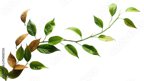 Green Leaves on White Background, Close-up of Fresh Foliage in Nature