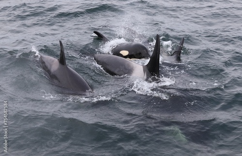 A Pod of Orca Killer Whales Swimming in Alaska