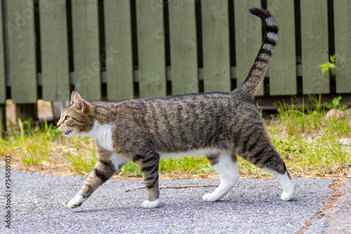 Tabby striped cat walking outdoors