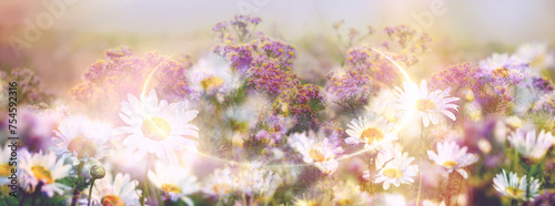 Flowers in the meadow, double exposure on purple and daisy flowers, beautiful nature in meadow