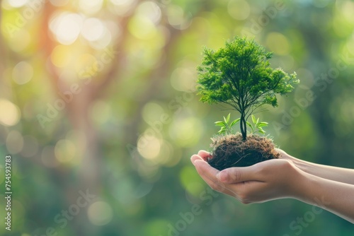 A person is holding a small tree in their hands. The tree is surrounded by a green background, and the person's hands are visible in the foreground. Concept of nurturing and care for the young plant
