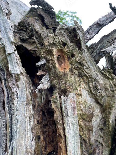 Höhle, Loch in einem alten knorrigen Baum, Zufluchtsort für Tiere photo