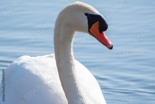 Swan headshot